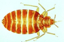 Mikropräparat - Cimex lectularius, Bettwanze, total