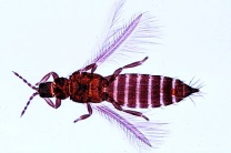 Mikropräparat - Thysanura sp., Urinsekten, total