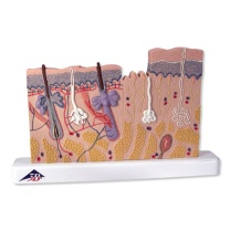 Hautschnitt, 40-fache Größe Hautschnitt, 40-fache Größe