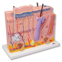 Haut Modell 3-Teilig