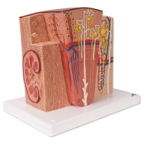 3B MICROanatomy™ Niere
