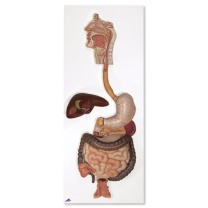 Verdauungsapparat, 3-teilig