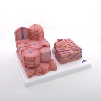 3B MICROanatomy™ Leber