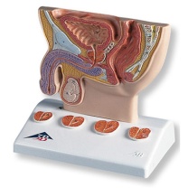 Prostata-Modell, 1/2 Größe Prostata-Modell, 1/2 Größe