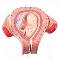 Embryo Modell, 3. Monat