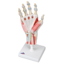 Modell des Handskeletts mit Bändern und Muskeln