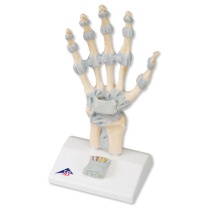 Modell des Handskeletts mit Bändern und Karpaltunnel