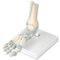 Modell des Fußskeletts mit Bändern