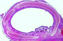 Mikropräparat - Luftröhre (Trachea), Kaninchen oder Katze, quer. Knorpelspangen
