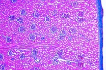 Mikropräparat - Niere der Katze, quer. Rinde mit Malpighischen Körperchen und Mark mit Tubuli