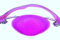 Mikropräparat - Auge der Katze, vorderer Teil mit Iris, Ziliarkörper, Cornea etc., sagittal längs