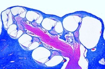 Mikropräparat - Cochlea (Schnecke, inneres Ohr) vom Meerschweinchen