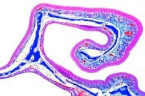 Mikropräparat - Riechepithel der Nasenschleimhaut vom Hund, quer