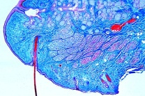 Mikropräparat - Augenlid der Katze mit Meibomscher Drüse, quer (vertikal) Mikropräparat - Augenlid der Katze mit Meibomscher Drüse, quer (vertikal)