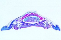 Mikropräparat - Chiton, Käferschnecke, Körpermitte quer