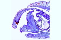 Mikropräparat - Schnecke, Kopfteil mit Radula, sagittal längs Mikropräparat - Schnecke, Kopfteil mit Radula, sagittal längs