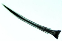 Mikropräparat - Helix pomatia, Penis quer