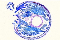 Mikropräparat - Julus, Tausendfüßler, Region der Körpermitte, quer Mikropräparat - Julus, Tausendfüßler, Region der Körpermitte, quer