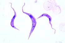 Mikropräparat - Trypanosoma lewisi, parasitär in Ratten und Mäusen. Blutausstrich Mikropräparat - Trypanosoma lewisi, parasitär in Ratten und Mäusen. Blutausstrich