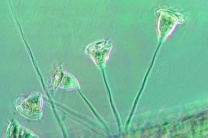 Mikropräparat - Vorticella spec., Glockentierchen. Gestieltes Infusor
