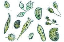 Mikropräparat -Gemischte Protozoen aus Infusionen