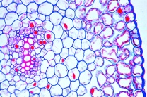 Mikropräparat - Psilotum, Rhizom mit Protostele, quer Mikropräparat - Psilotum, Rhizom mit Protostele, quer