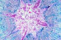 Mikropräparat - Isoetes, Stamm quer