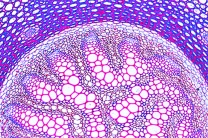 Mikropräparat - Lycopodium, Rhizom, quer