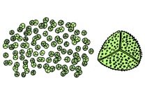 Mikropräparat - Lycopodium, reife Sporen, total Mikropräparat - Lycopodium, reife Sporen, total