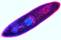 Mikropräparat - Planaria, Strudelwurm, ganzes Tier, Totalpräparat