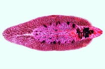 Mikropräparat - Fasciola hepatica, Großer Leberegel, ganzes Tier ...