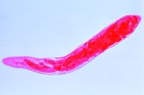 Mikropräparat - Fasciola hepatica, Redien, total * Mikropräparat - Fasciola hepatica, Redien, total *
