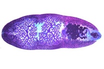 Mikropräparat - Fasciolopsis buski, Großer Eingeweideegel, ganzes Tier... Mikropräparat - Fasciolopsis buski, Großer Eingeweideegel, ganzes Tier...