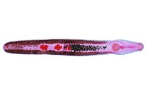 Mikropräparat - Echinostoma revolutum, Darmparasit, total *