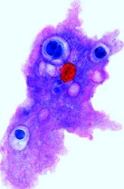 Protozoen (Urtiere), Basissatz von 8 Einheiten, Lehrerpaket