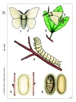 Insekten, Basis-CD