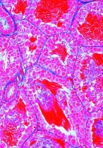 Frosch Histologie (Rana), Basissatz von 12 Einheiten, Schülersat