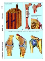 Die Tierzelle (Cytologie), Basis-CD