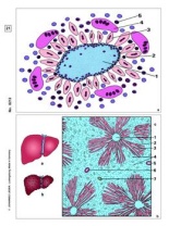 Krankheiten des Menschen (Pathologie), Basis-CD