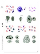 Parasiten, Basis-CD Parasiten, Basis-CD