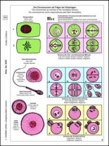 Mitose und Meiose (Zellteilung), Basis-CD