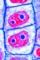 Pflanzenzelle (Cytologie), Basissatz von 6 Einheiten, Lehrerpake