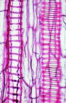 Blütenpflanzen, Stamm und Stengel,  Ergänzungssatz von 12 Einhei