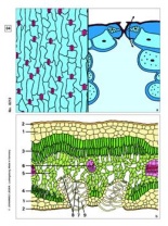 Blütenpflanzen, Blätter, Basis-CD