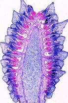 Blütenpflanzen, Blüten und Früchte, Ergänzungssatz von 12 Einhei Blütenpflanzen, Blüten und Früchte, Ergänzungssatz von 12 Einhei