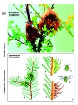 Nutzhölzer, Basis-CD