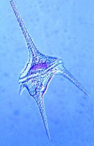 Die Wunderwelt im Wassertropfen, Ergänzungssatz von 12 Einheiten