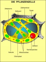 Transparentsatz Zellen