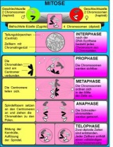 Transparentsatz Mitose -Meiose