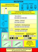 Transparentsatz Mutation - Modifikation